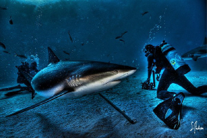 Hey there is a shark behind you! Sharks in HDR! by Steven Anderson 